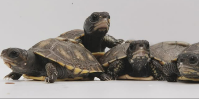 En Corse, un parc animalier annonce la rare naissance en captivité de deux tortues en danger d'extinction
