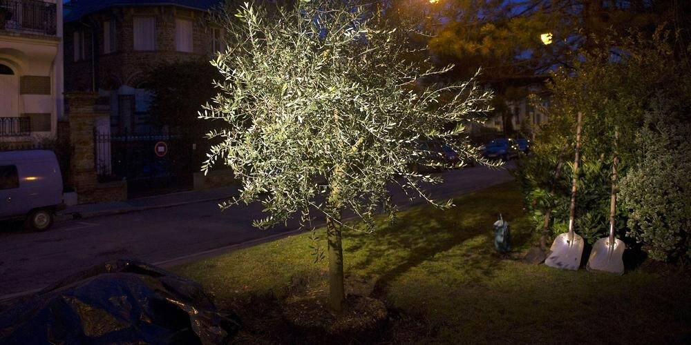 Un olivier rendant hommage à Ilan Halimi abattu à Epinay-sur-Seine, François Bayrou dénonce "la haine antisémite"