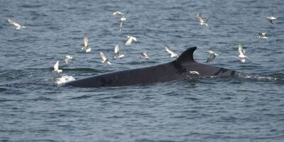 Les excréments de baleine apportent une contribution contre le changement climatique