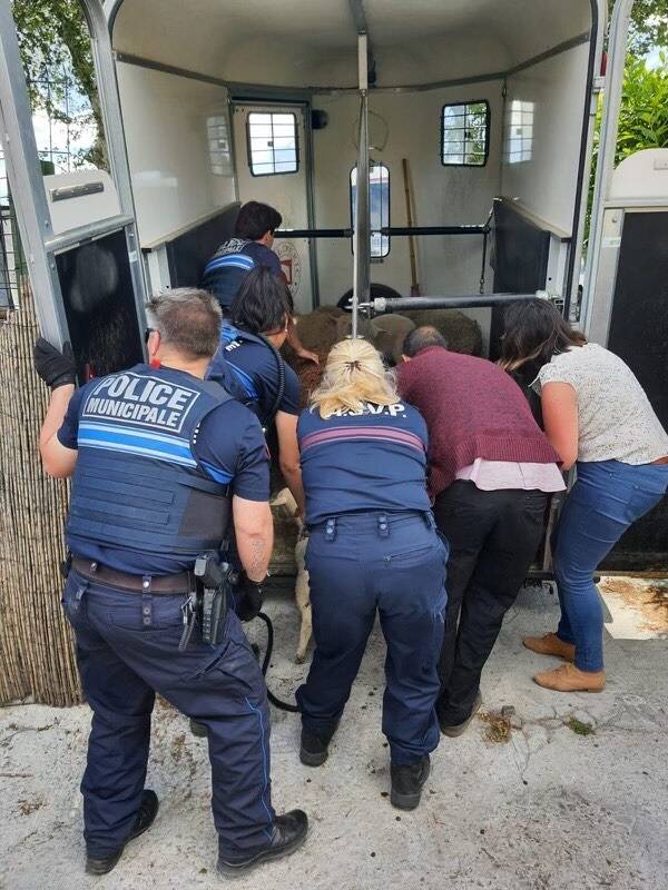 Des têtes et des pattes démembrées d'animaux... un élevage illégal et un abattoir clandestin découverts à Nice