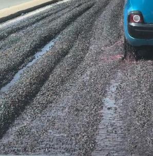 Un tracteur perd son chargement de raisin sur la route, circulation compliquée entre Bormes et La Londe