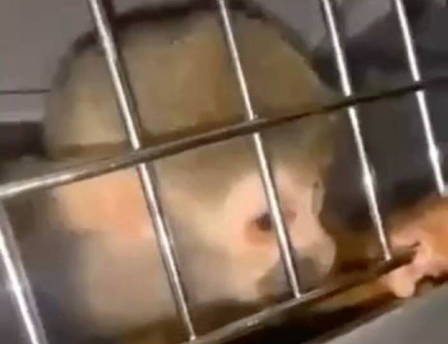 Des singes volés dans un zoo du Var retrouvés à Marseille, ils étaient proposées à la vente par réseau vendant également des armes de guerre