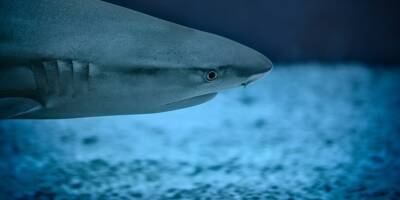 Pas dangereux pour l'homme, habituel en Méditerranée, en danger critique d'extinction... Ce que l'on sait sur le requin bleu