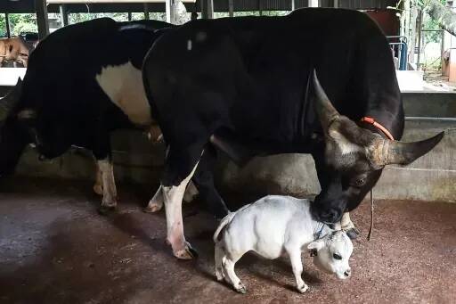 Au Bangladesh, une vache naine dans le Guinness des records? Malgré la pandémie, des curieux par milliers