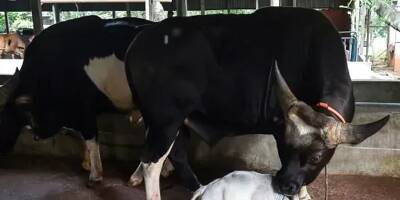 Au Bangladesh, une vache naine dans le Guinness des records? Malgré la pandémie, des curieux par milliers