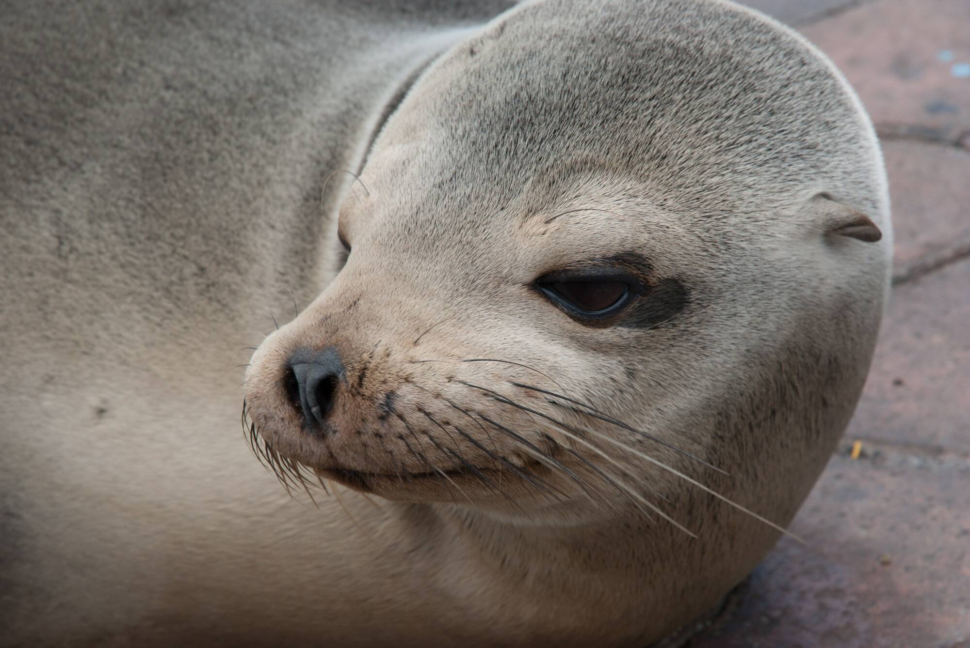 L'accouplement non consenti de deux otaries dégénère en Belgique, le parc animalier contraint de fermer ses portes