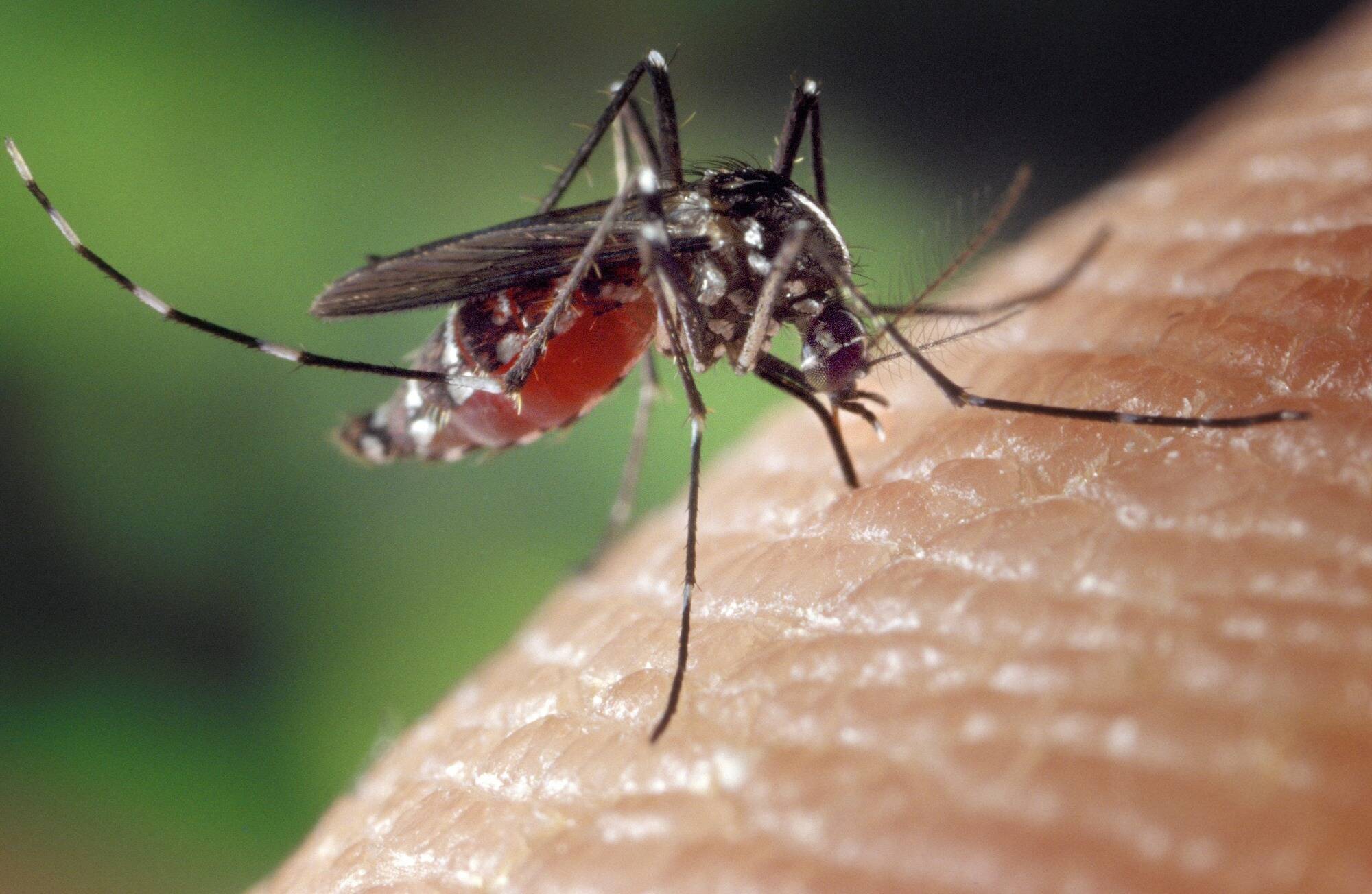 Smell, heat…and infrared? How mosquitoes find and attack human targets