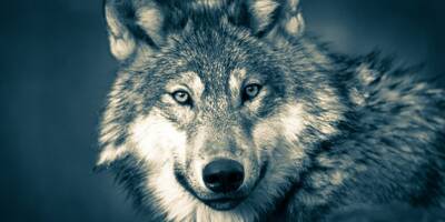 Fascination, peur, signalements intempestifs... Comment reconnaître d'un coup d'oeil un loup d'un simple chien?