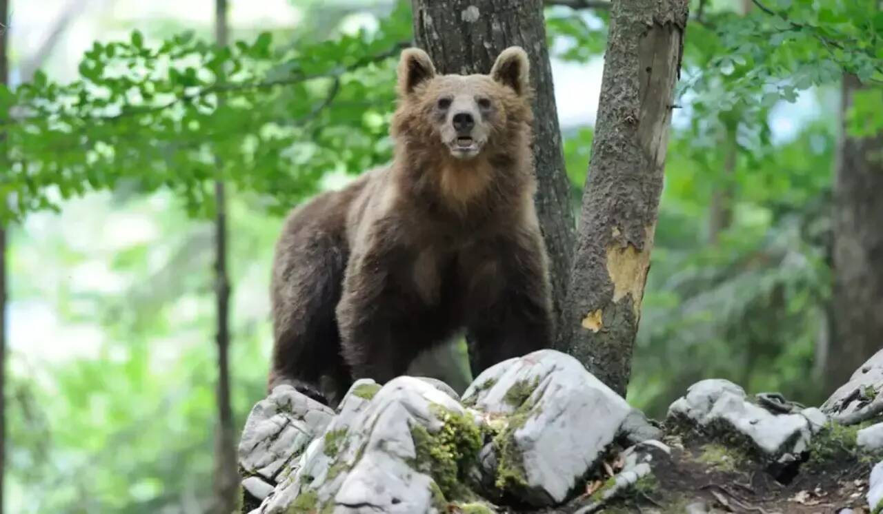 Un touriste français blessé après une attaque d'ours dans le Nord de l'Italie