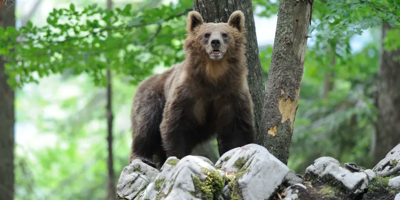 Nouvel arrêté d'abattage d'un ours après l'attaque d'un promeneur en Italie