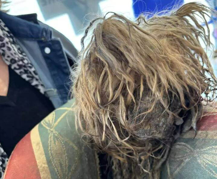 "Elle ressemble à une serpillière, elle va mourir": une chienne yorkshire maltraitée confisquée à son propriétaire à Golfe-Juan