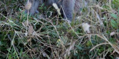 12 lémuriens et tamarins volés dans un zoo de la Drôme